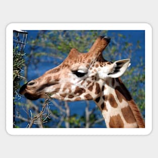 Giraffe Sticker